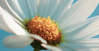 Freeman Nurses Honored with the DAISY Award