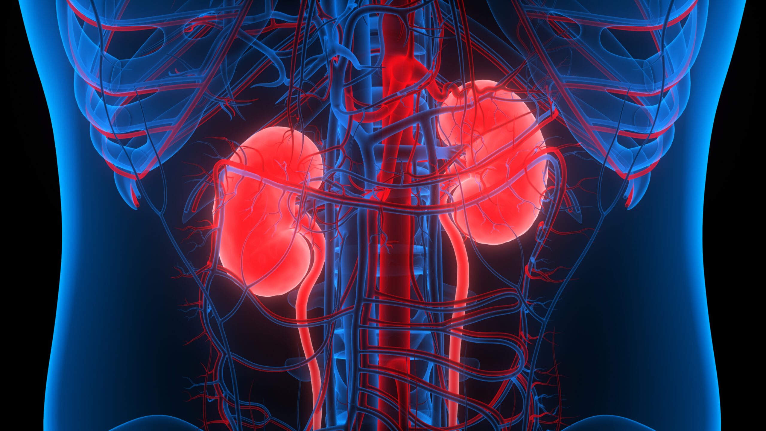 High-Tech Filter: The Kidneys
