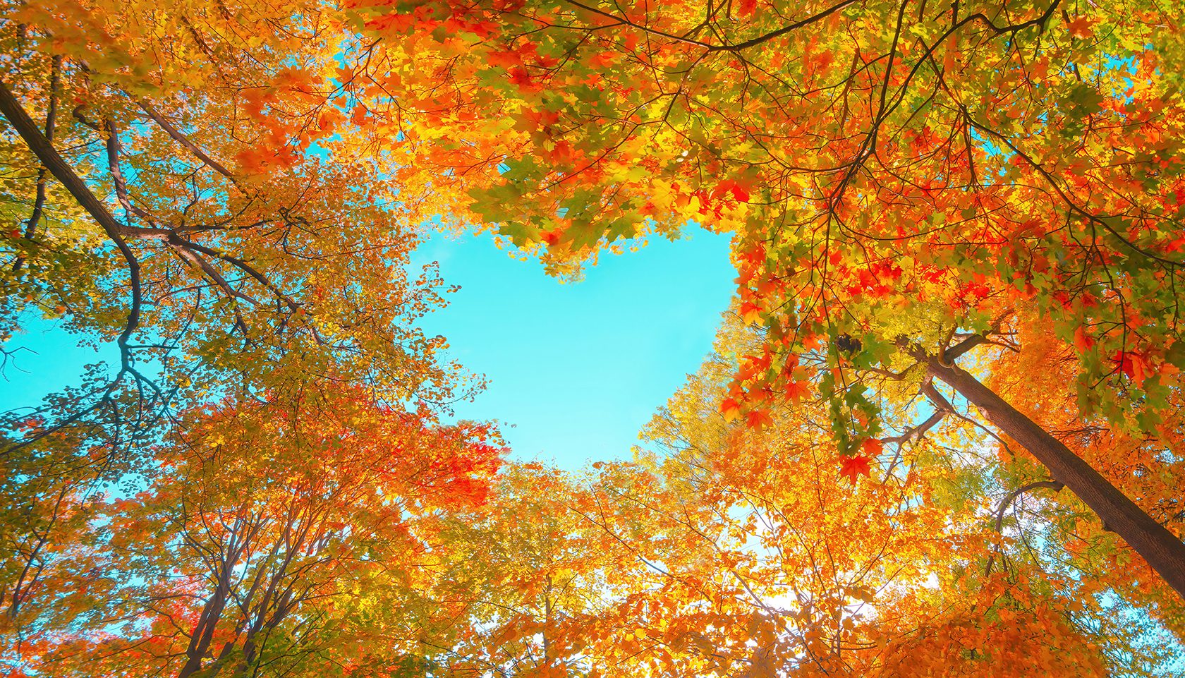 Mindfulness Intention and Attention